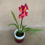 Burrageara Francine 'Roseglow'