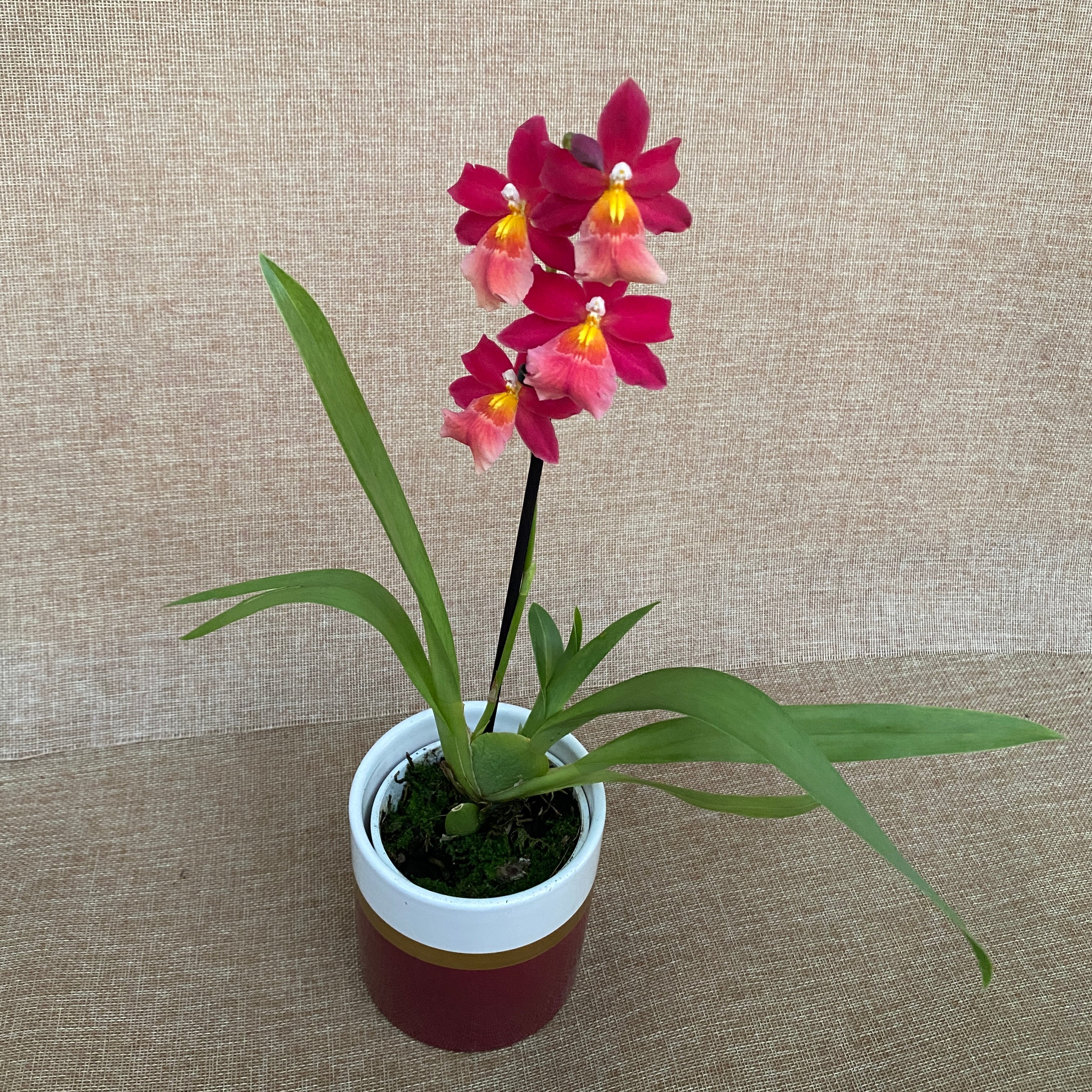 Burrageara Francine 'Roseglow'