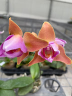 Phalaenopsis Sweet Girl (peloric 3lips) variation01