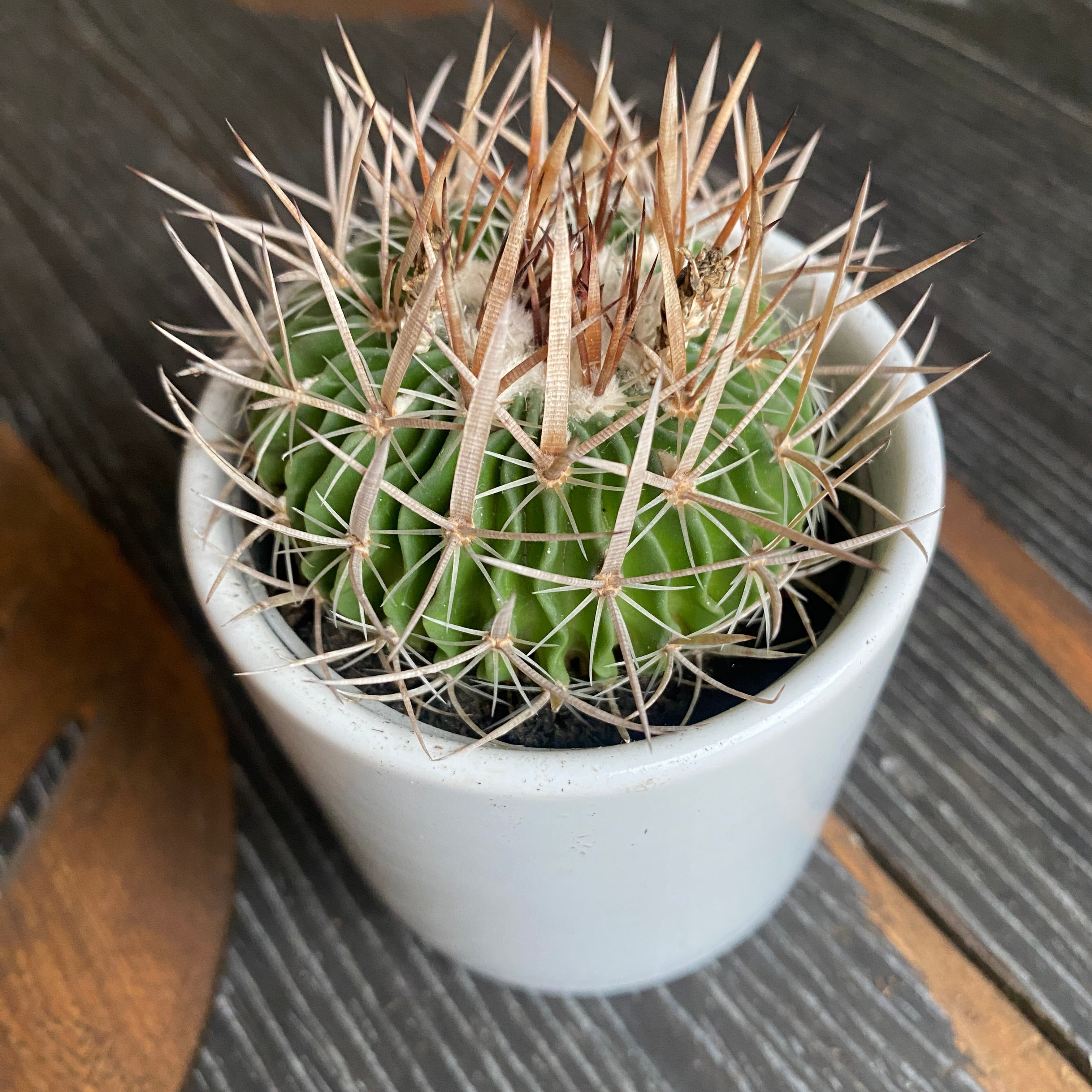 Echinofossulocactus phyllacanthus