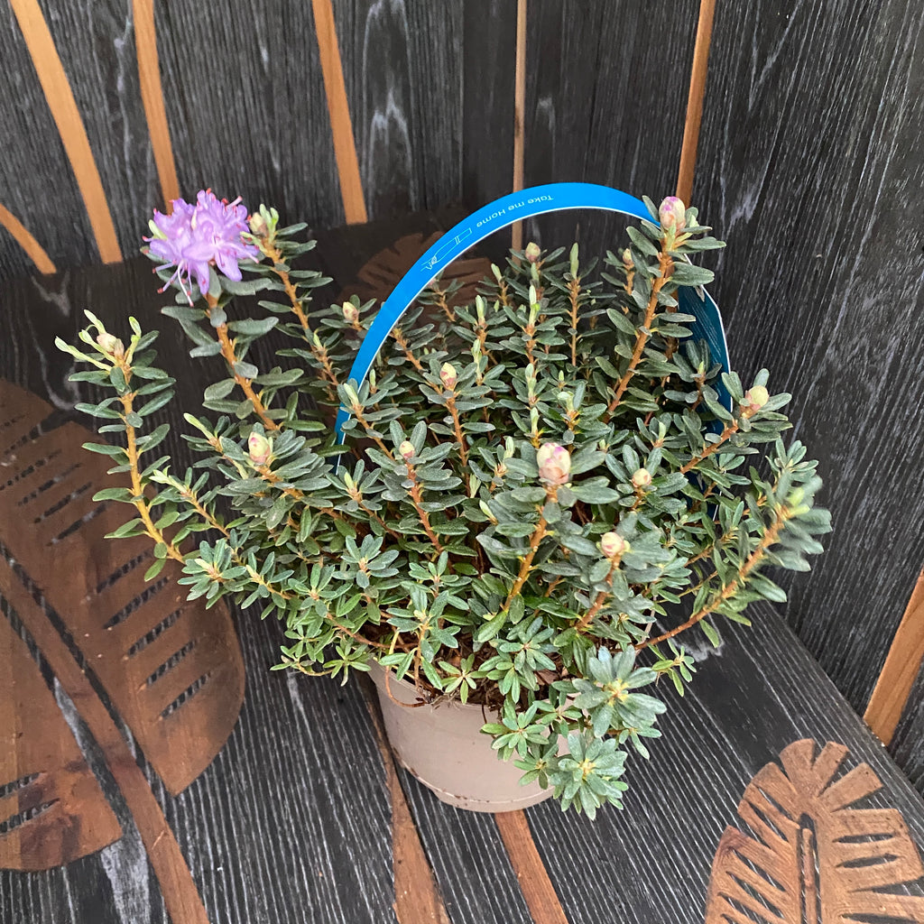 Rhododendron impeditum - azalee de gradina