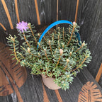 Ροδόδενδρο impeditum - αζαλέα κήπου