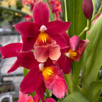 Burrageara Francine 'Roseglow'