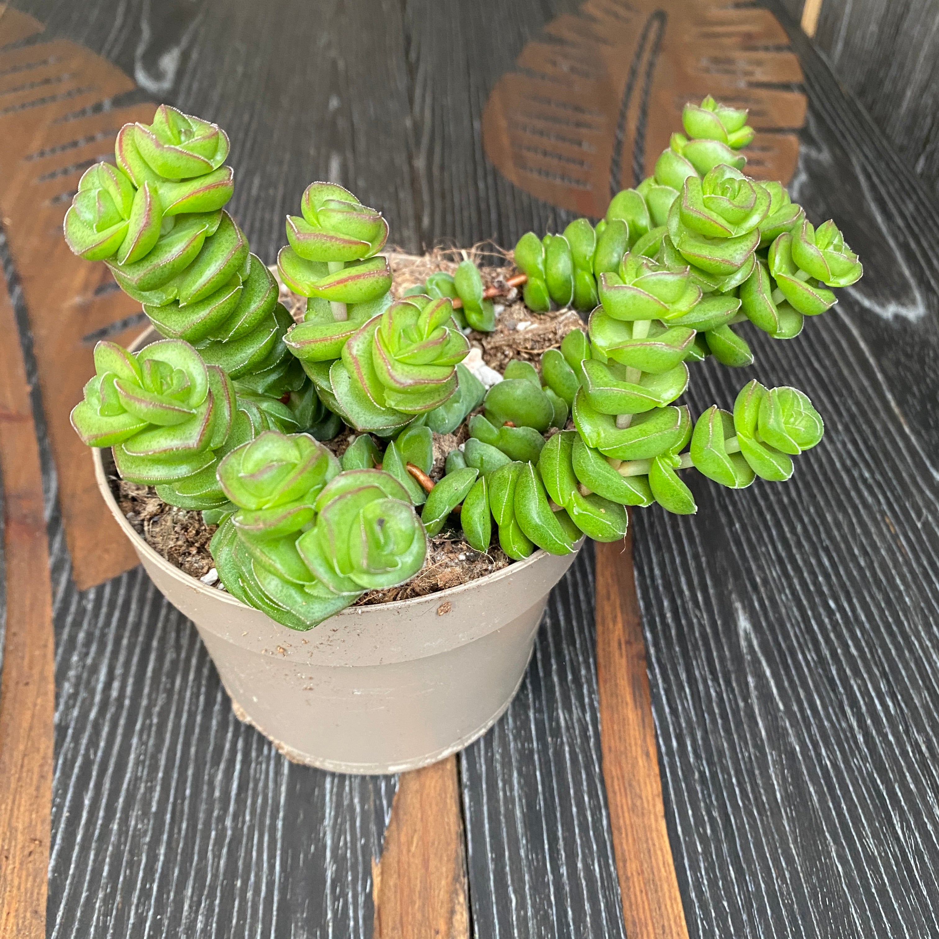 Crassula x rupestris f. marnieriana 'Hottentot'