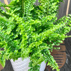 Nephrolepis exaltata Vitale (feriga)