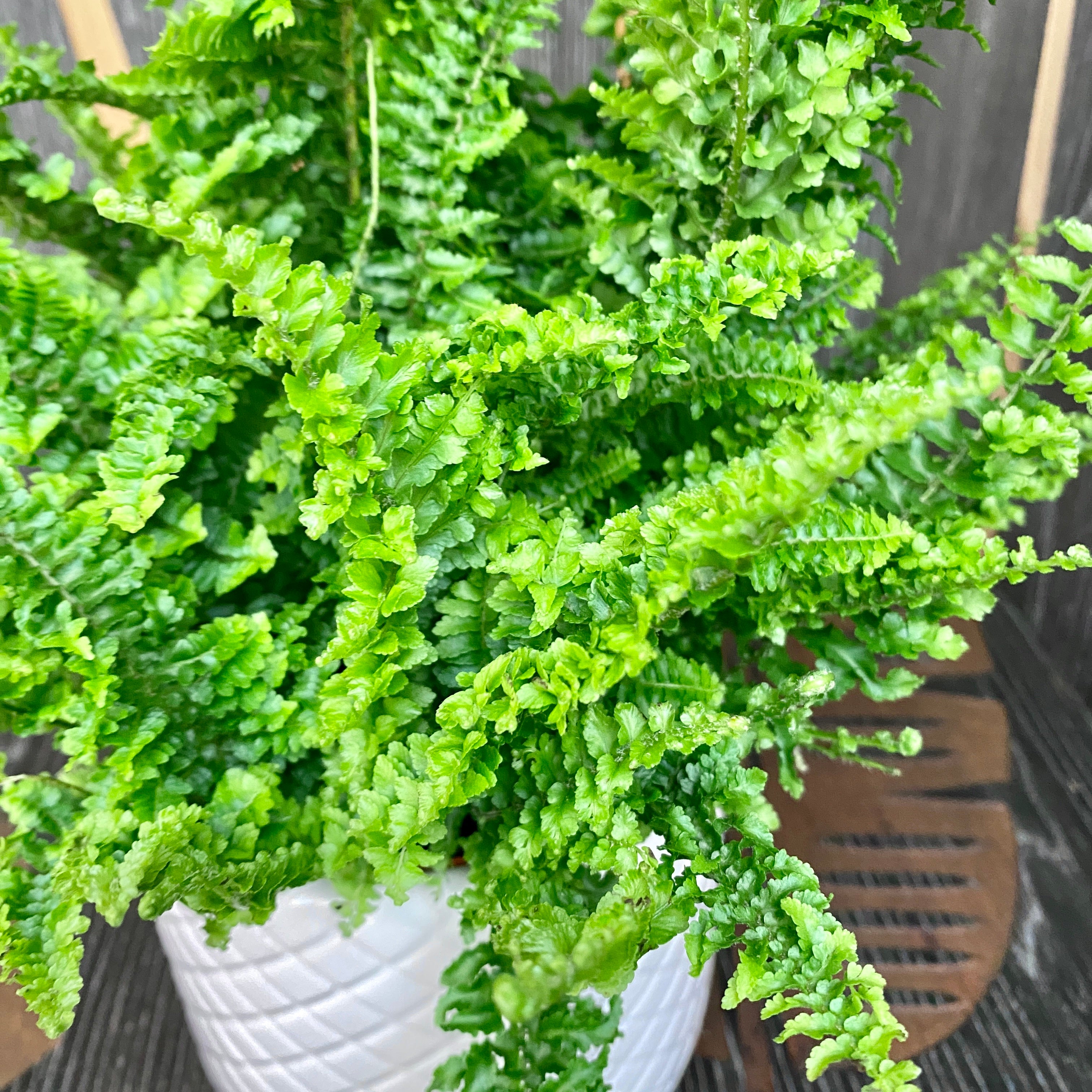 Nephrolepis exaltata Vitale (feriga)