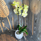 Phalaenopsis Yellow Bridge (big lip)