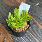 Epidendrum schlechterianum