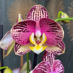 Phalaenopsis Pinif (Phal. Long Pride Flash)