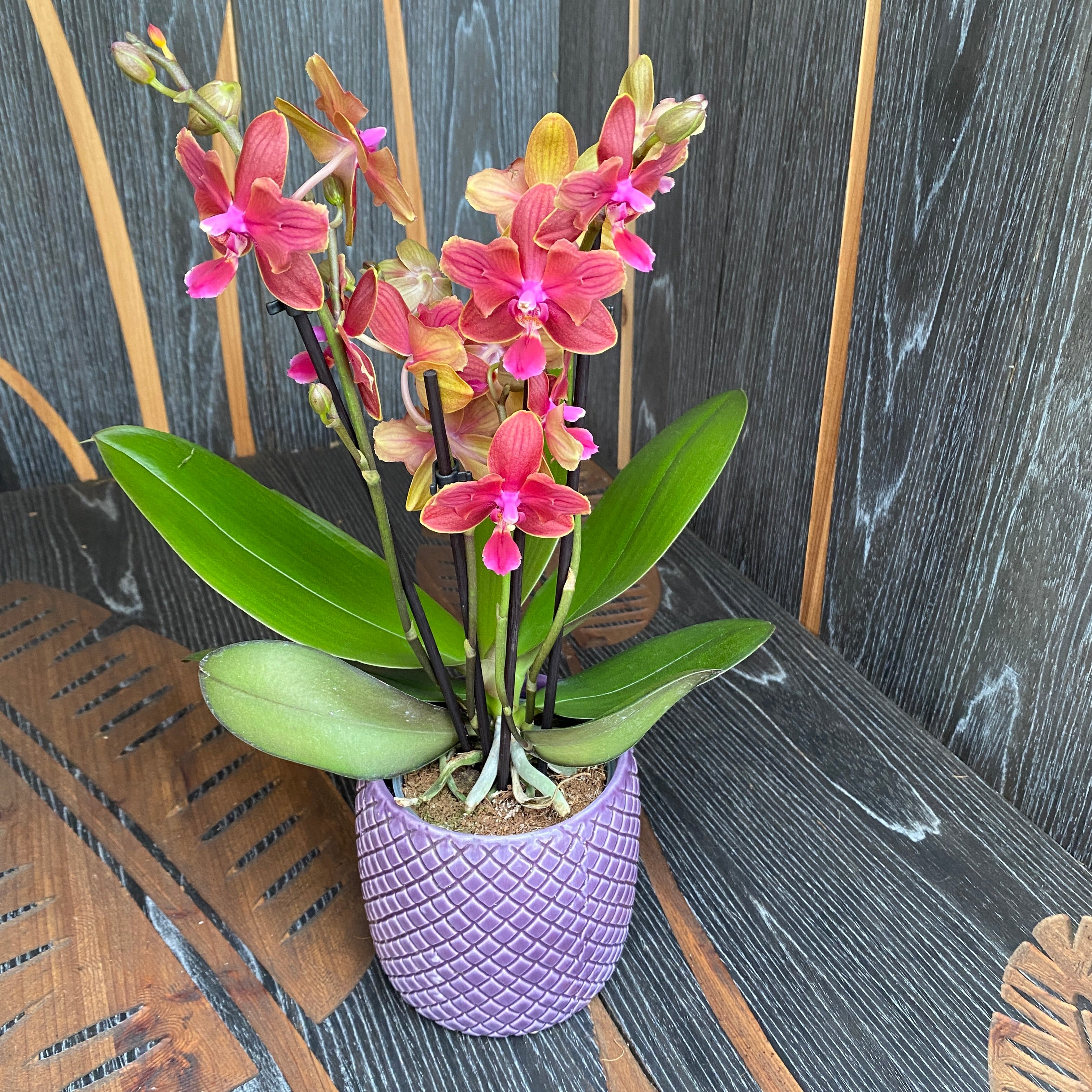 Phalaenopsis Orange pelorica (Schmetterling) *duftend