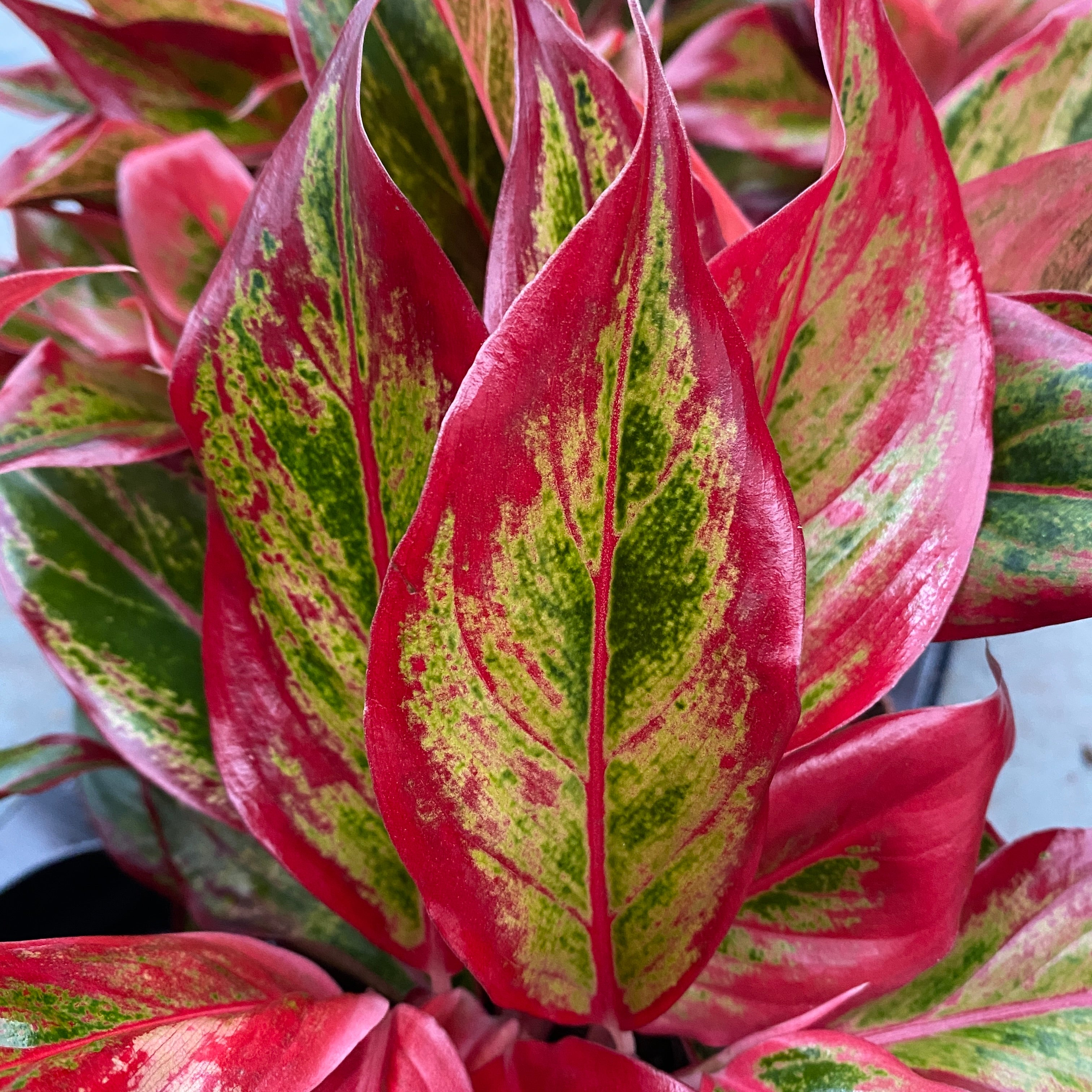 Aglaonema ‘Crete Flame’ (Red Fire) – frunzis spectaculos in nuante intense de rosu si verde