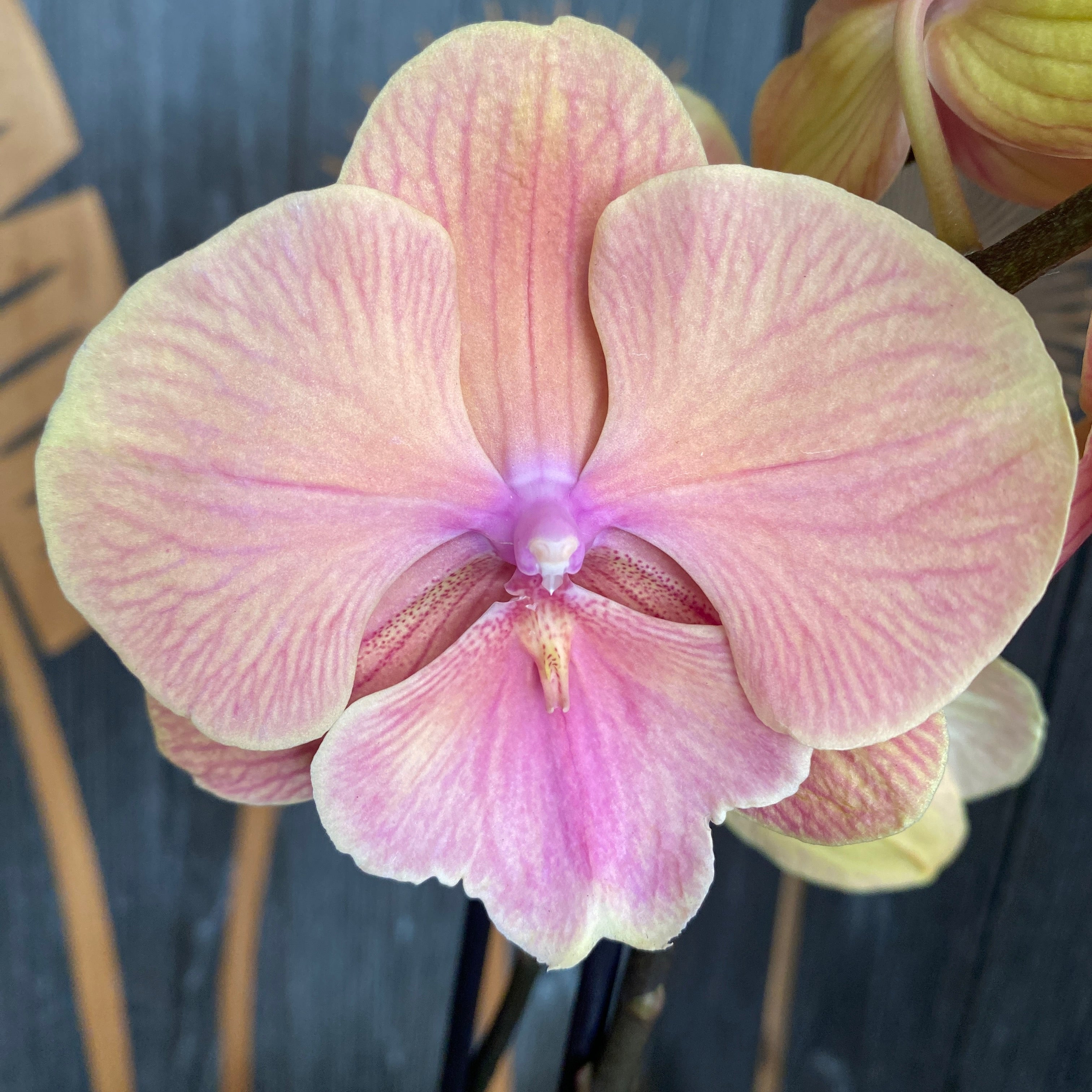 Phalaenopsis ‘Orange KizZ’ (big lip)