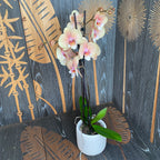 Phalaenopsis ‘Charming Cream’ grote lip