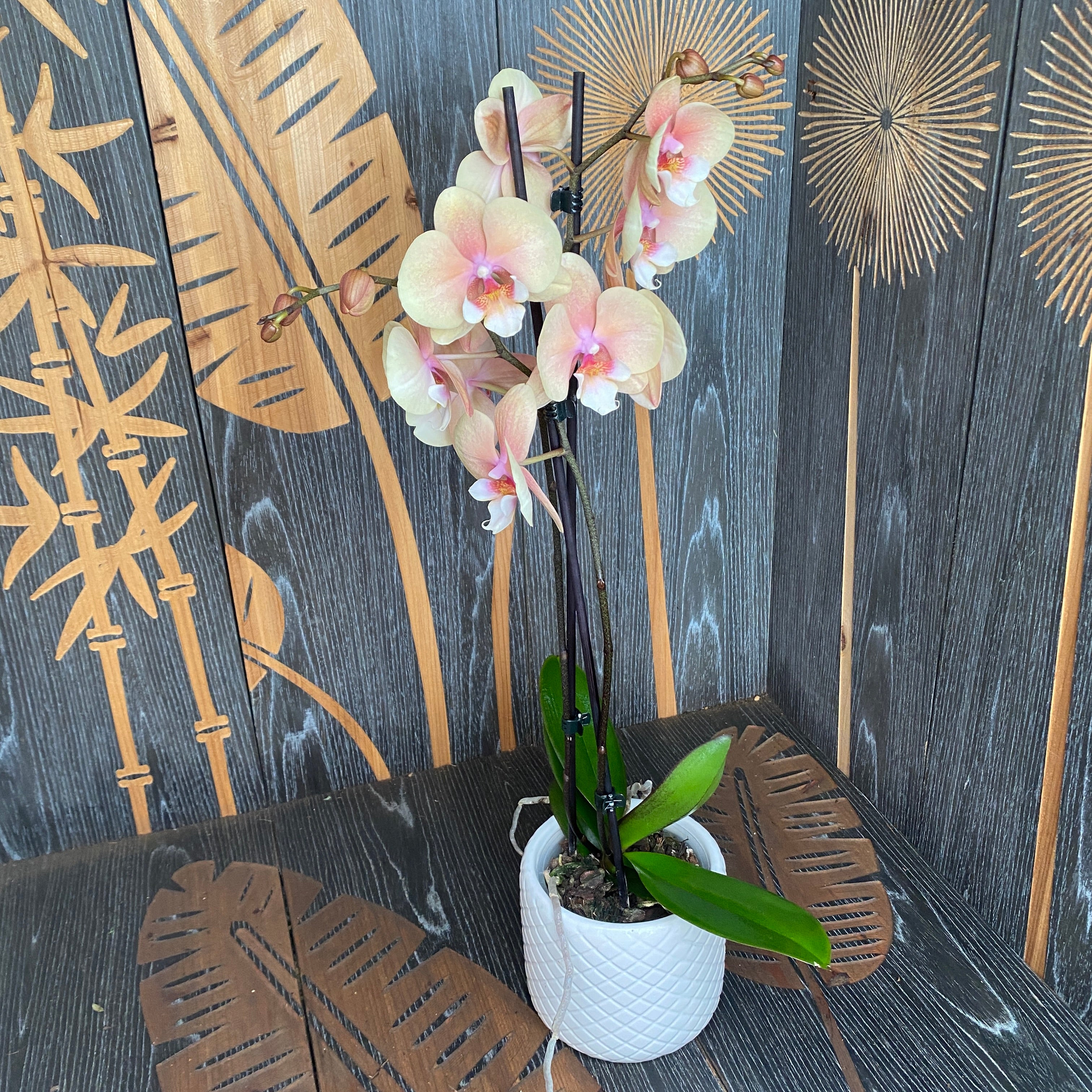 Phalaenopsis ‘Charming Cream’ big lip