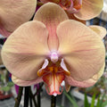 Phalaenopsis Karamel