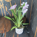 Miltoniopsis speciala MILT09