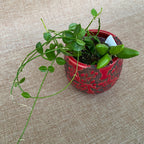 Dischidia major 'Rattle Skulls'