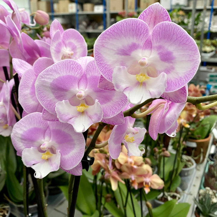 Phalaenopsis Jingle (Limited 50)