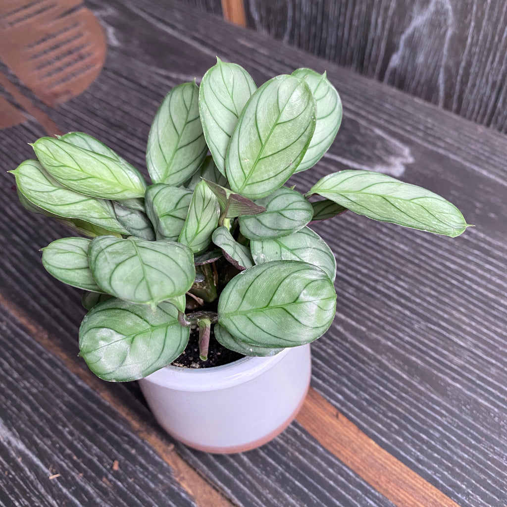 Ctenanthe burle marxii 'Amagris' *babyplant