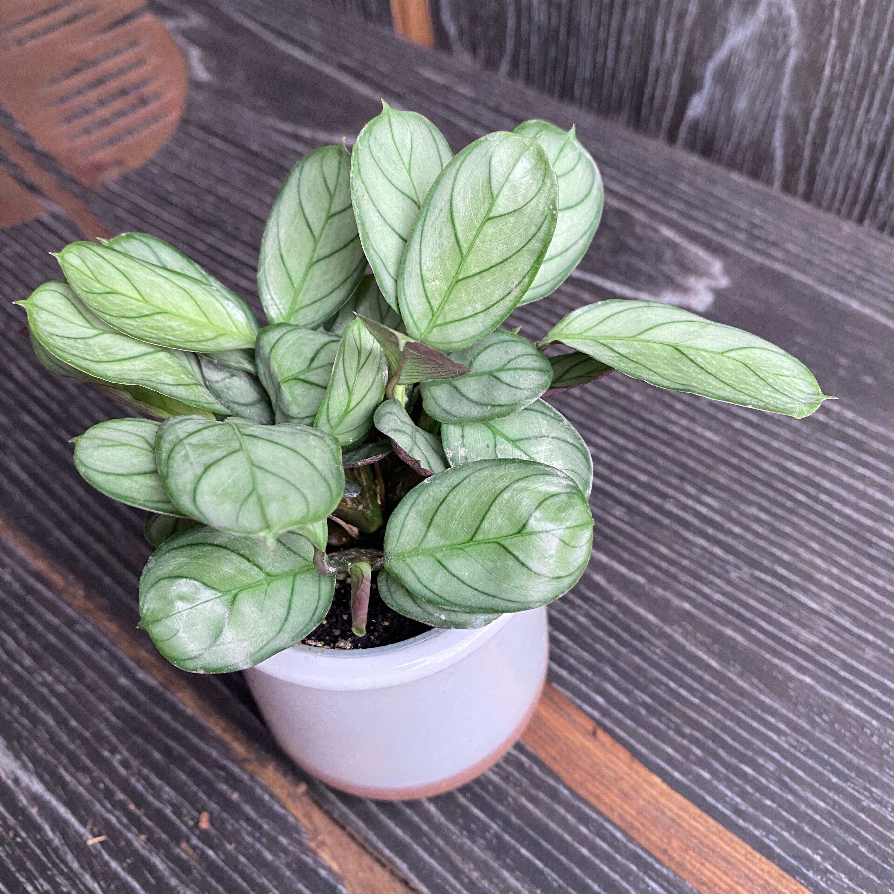 Ctenanthe burle marxii 'Amagris' *babyplant