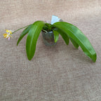 Phalaenopsis Tigress (Phal. mariae x Phal. fasciata)