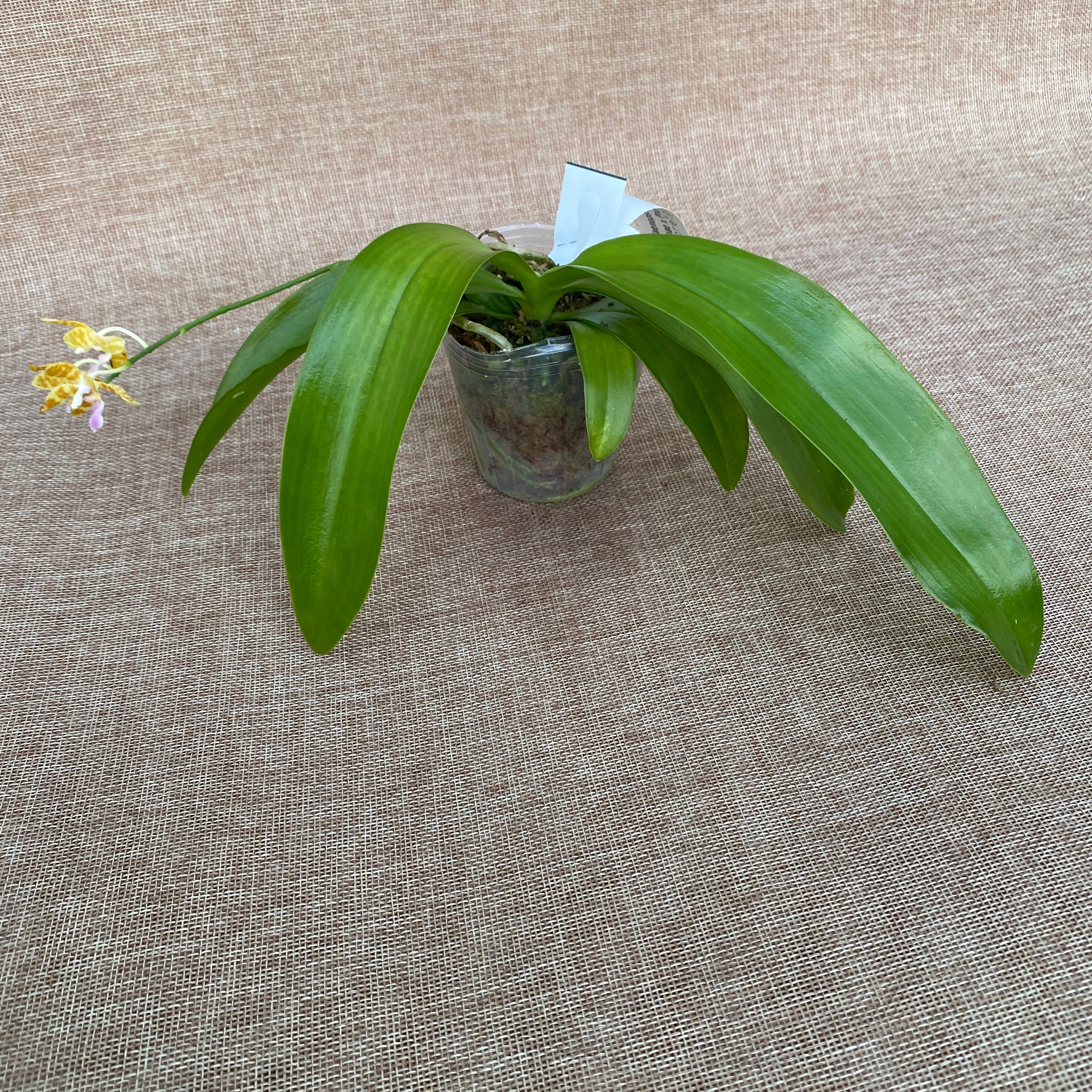 Phalaenopsis Tigress (Phal. mariae x Phal. fasciata)