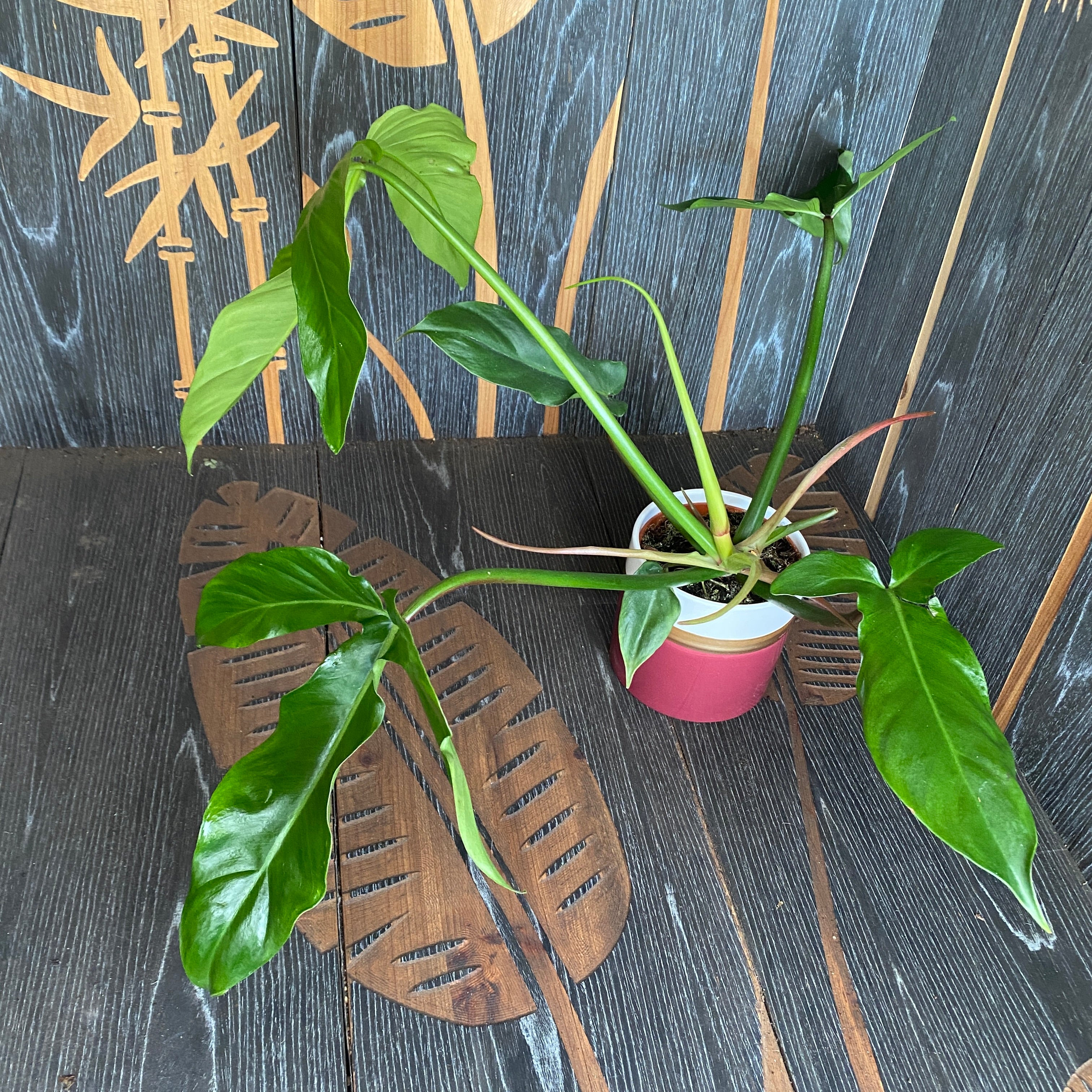Philodendron Tripartitum