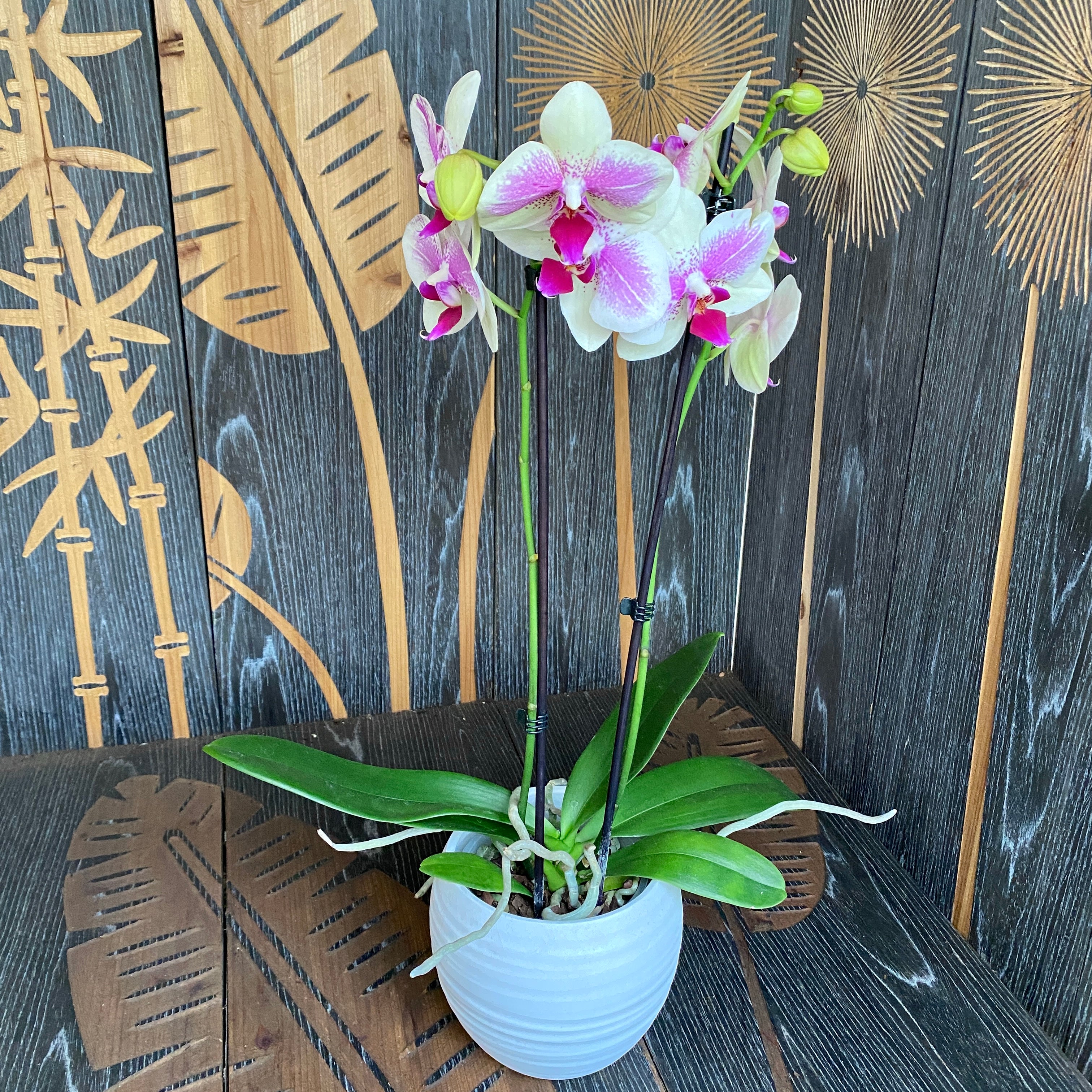 Phalaenopsis Octopus