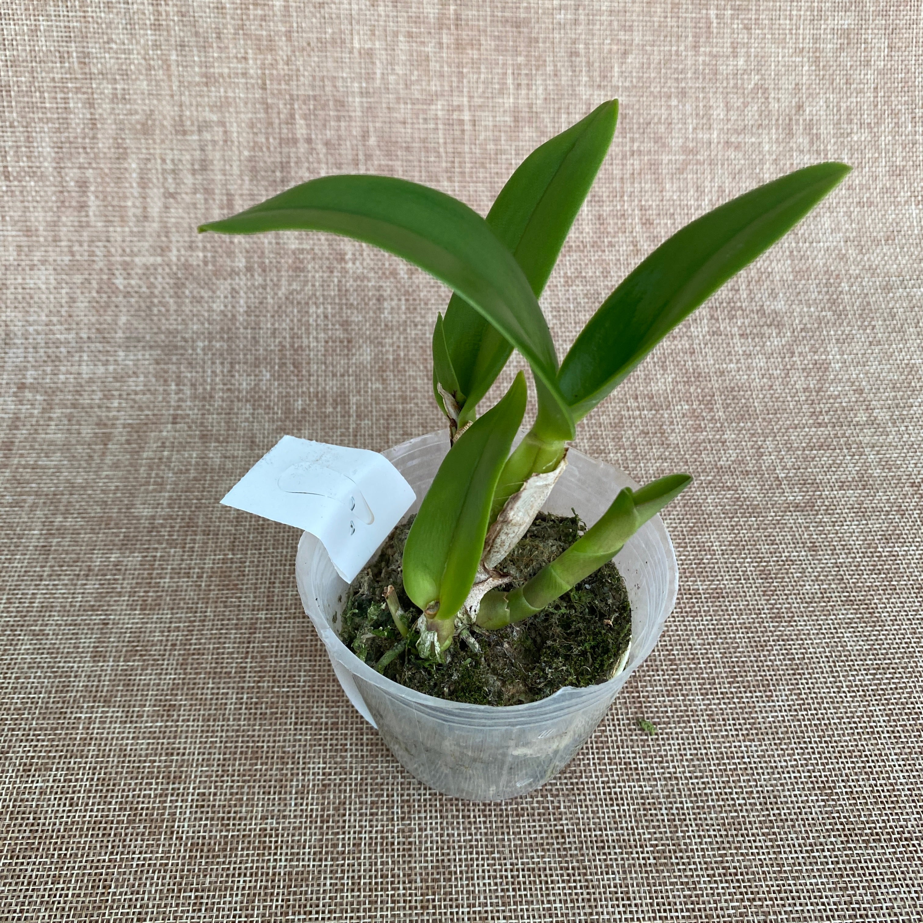 Rth. Shinfong Little Sun 'Youngmin Golden Boy' - parfumat