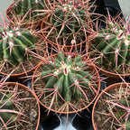 Ferocactus Latispinus D10