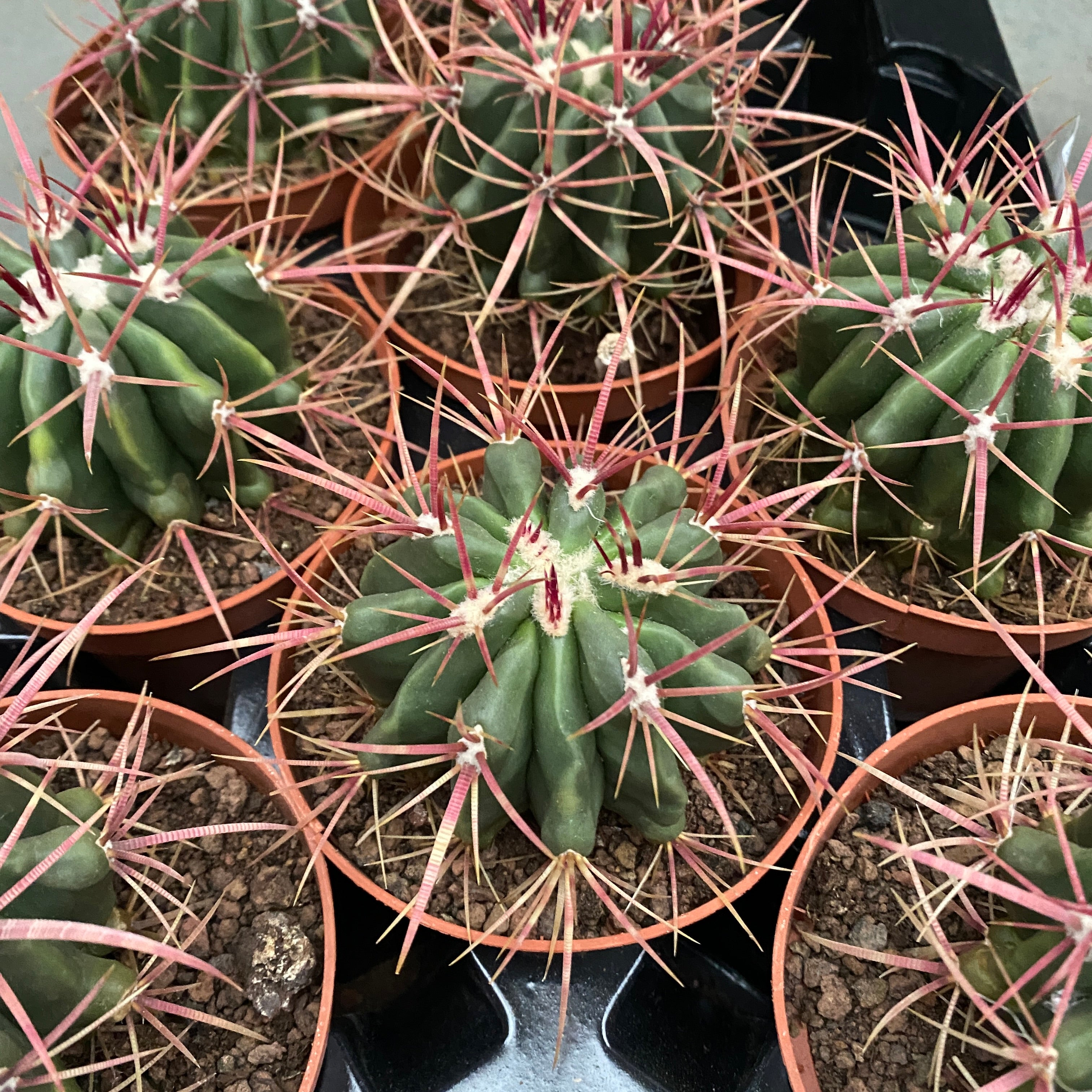 Ferocactus Latispinus D10