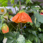 Abutilon 'Orange' (Floarea artar)