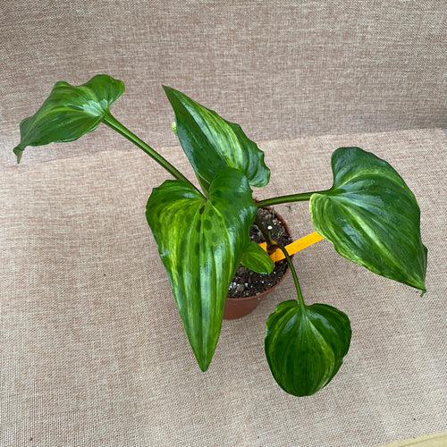 Drimiopsis maculata 'Variegata' (Luipaardplant) – Secret Garden Plant Shop