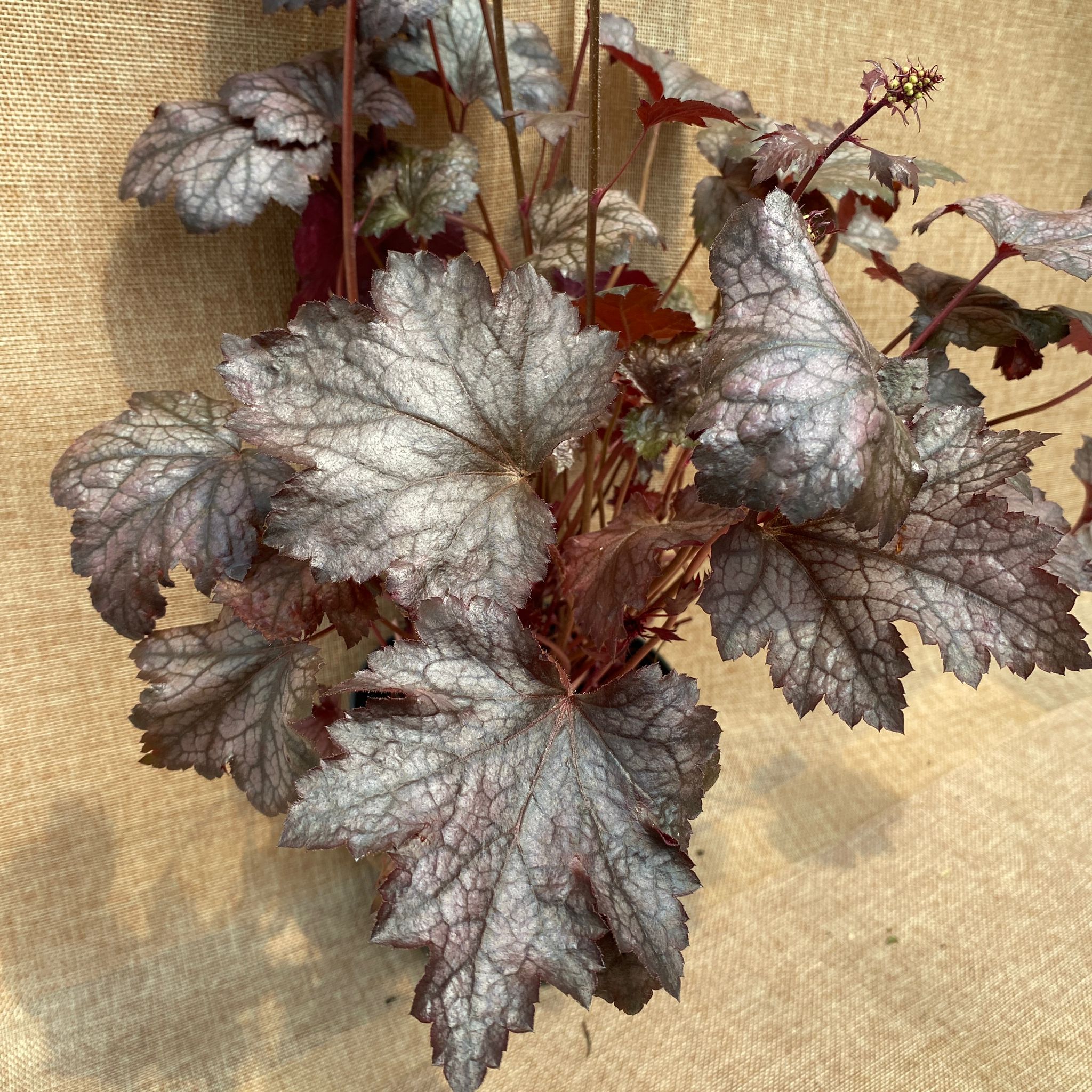 Heuchera 'Carnival Plum Crazy'