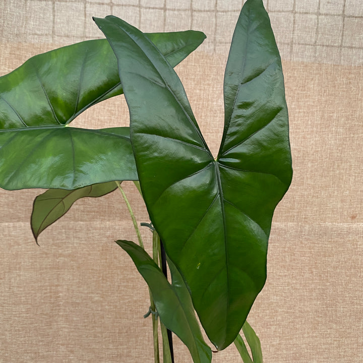 Alocasia princeps 'Purple Cloak'