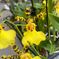Oncidium splendidum