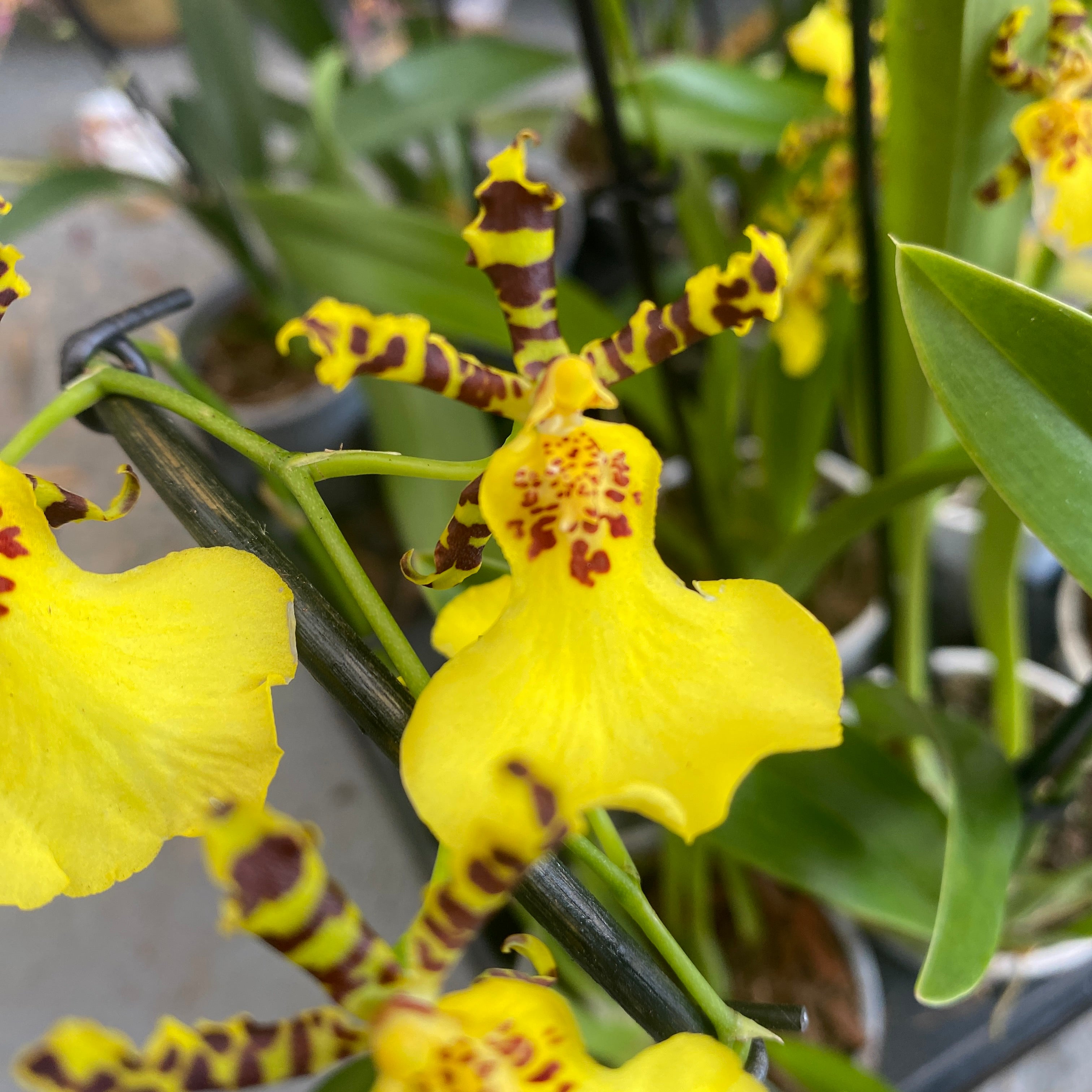 Oncidium splendidum