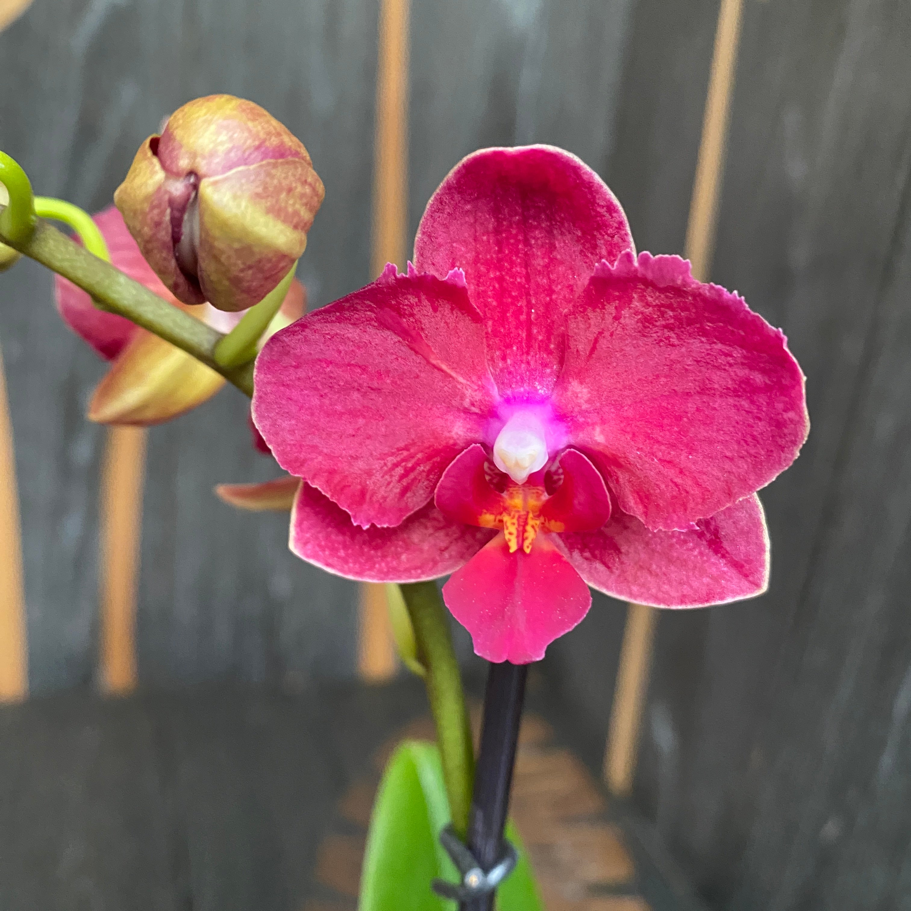 Phalaenopsis Sogo Lily