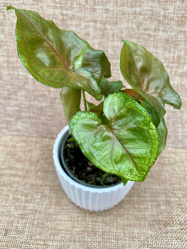 Syngonium podophyllum 'Berry Allusion' (babyplant)