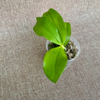 Phalaenopsis speciosa 'Purple Dream'