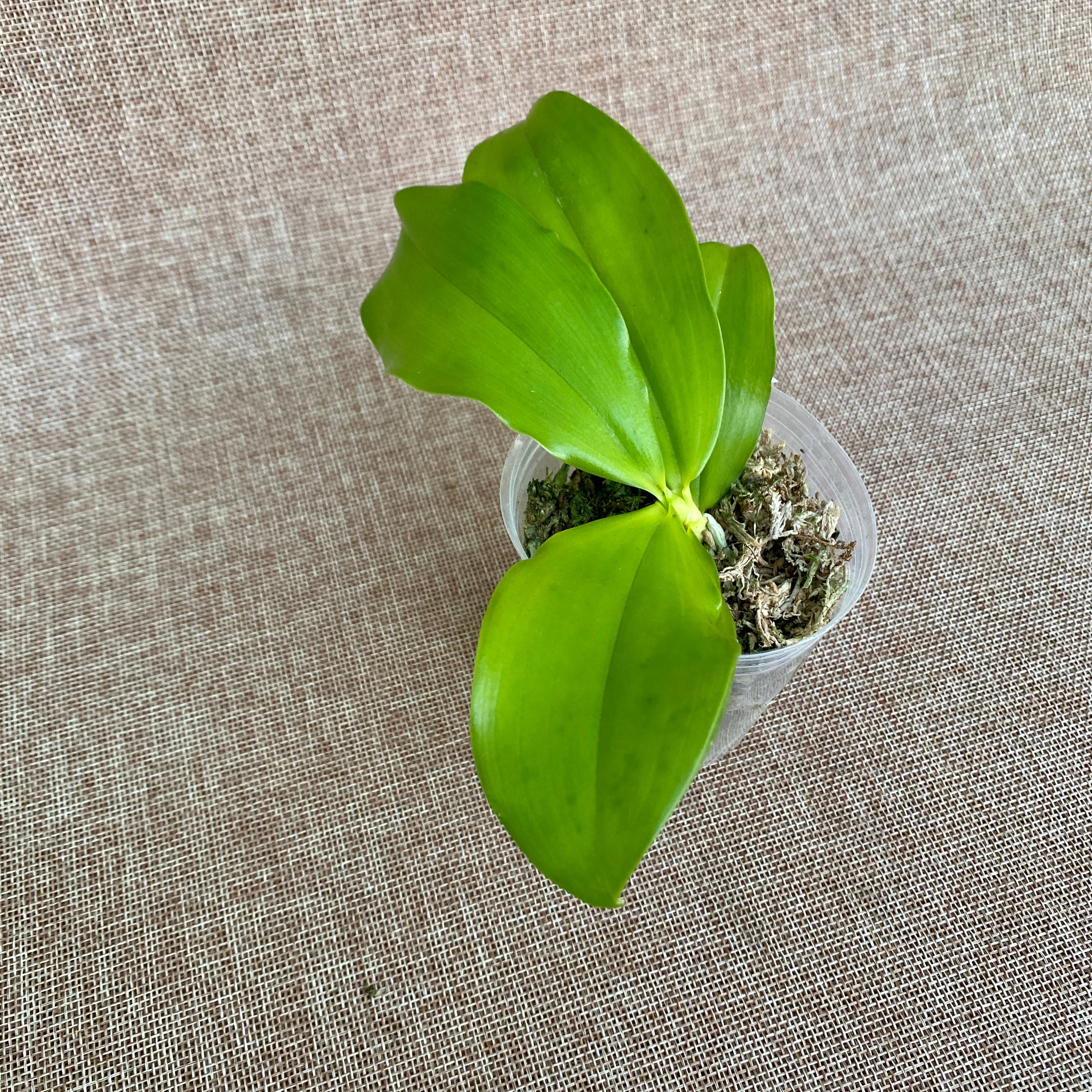 Phalaenopsis speciosa 'Sogno Viola'