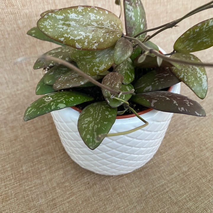 Hoya sigillatis 'Round Leaf' (Wide form)