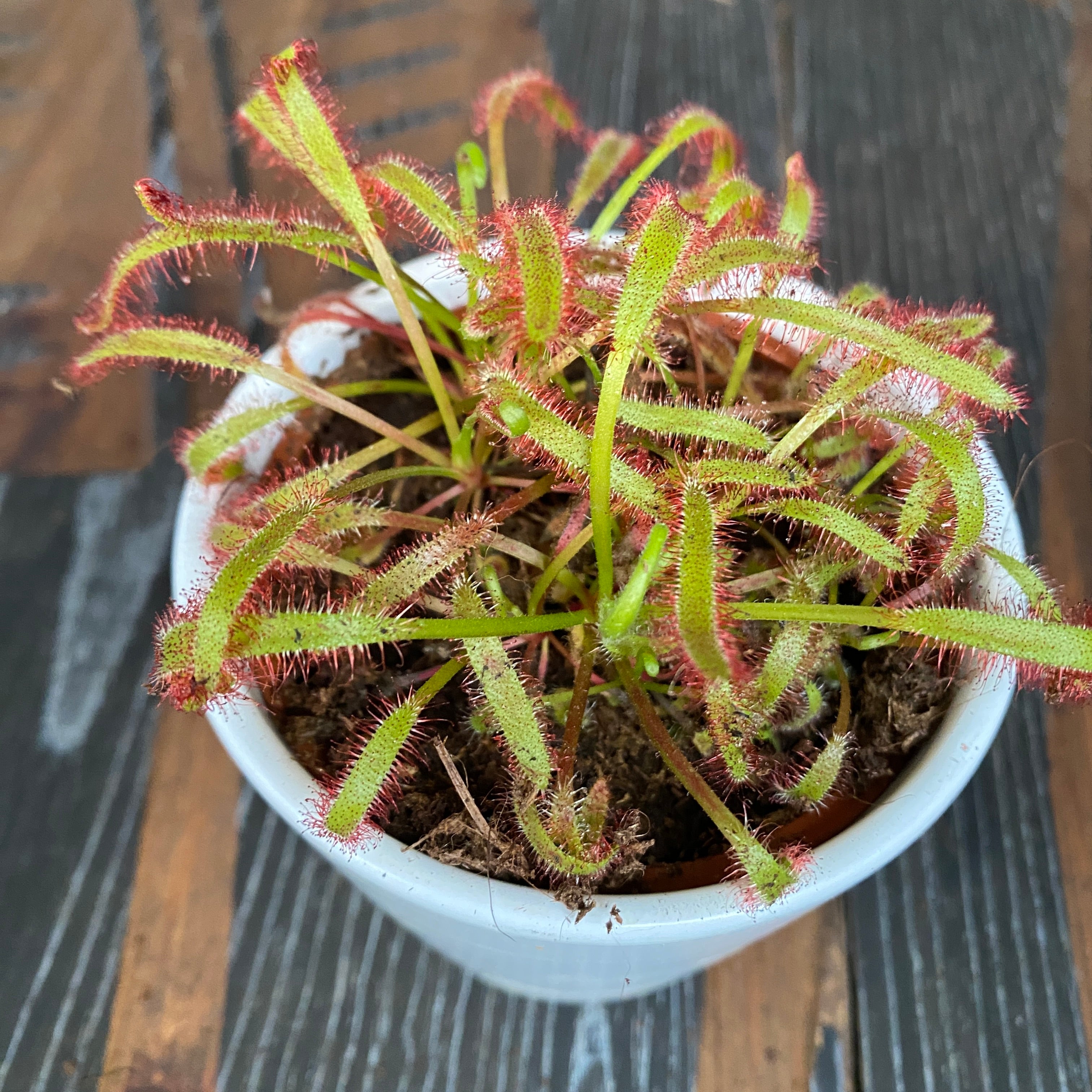 Drosera mix - Roua cerului
