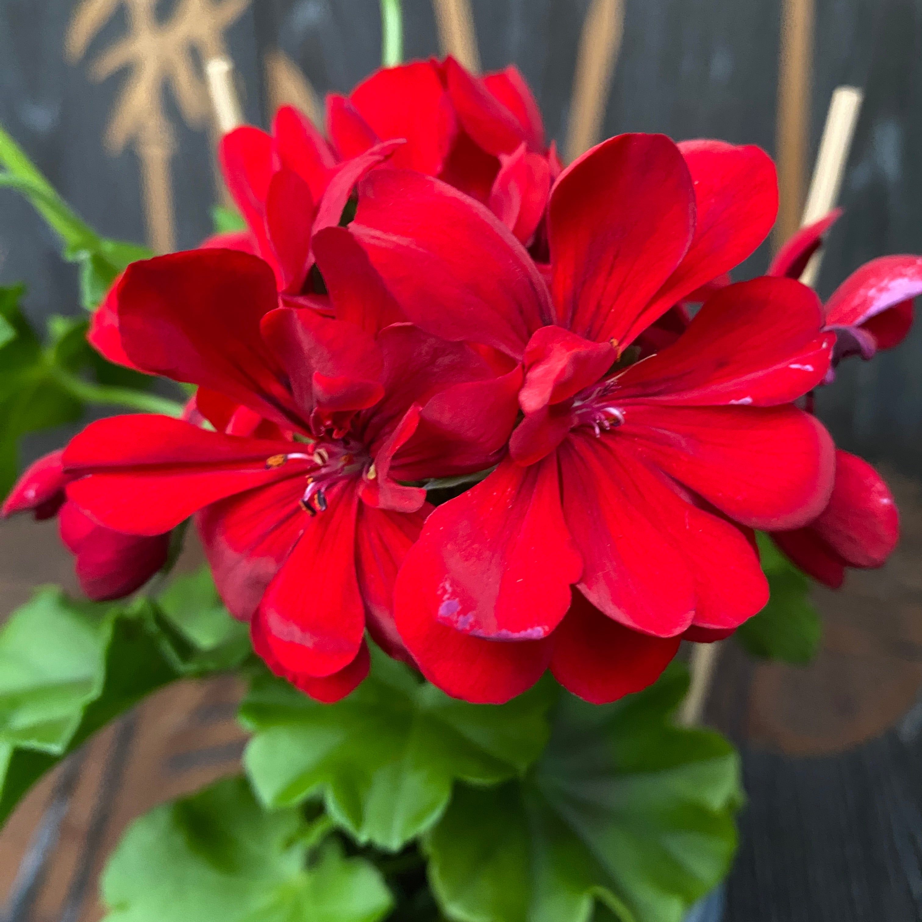 Pelargonium (Peltatum Grp) Pelfi Beach 99 - muscate cu flori duble rosii
