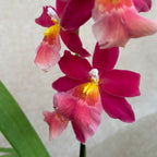 Burrageara Francine 'Roseglow'
