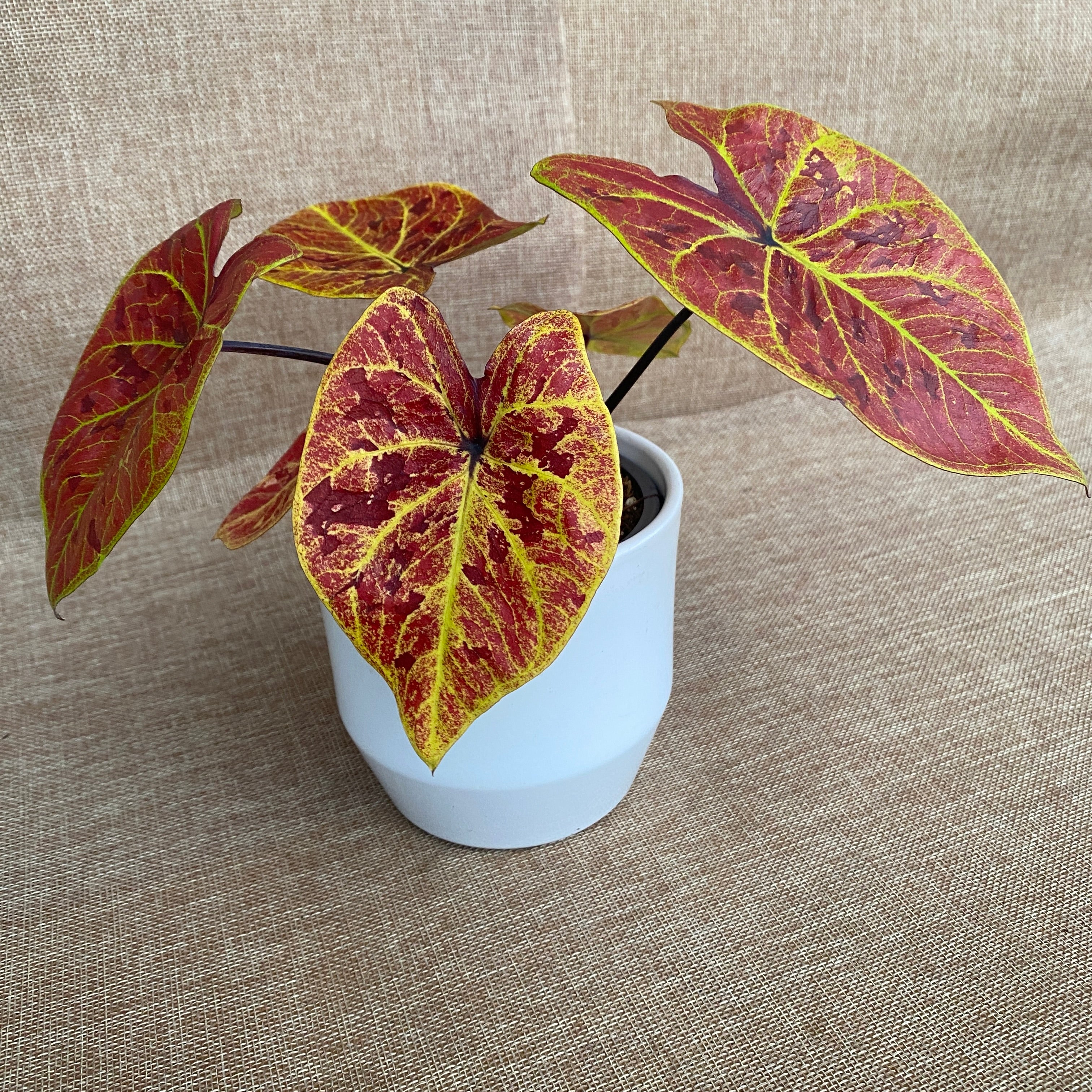 Caladium 'Elaine'
