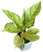Aglaonema 'Chartreuse Pretty'