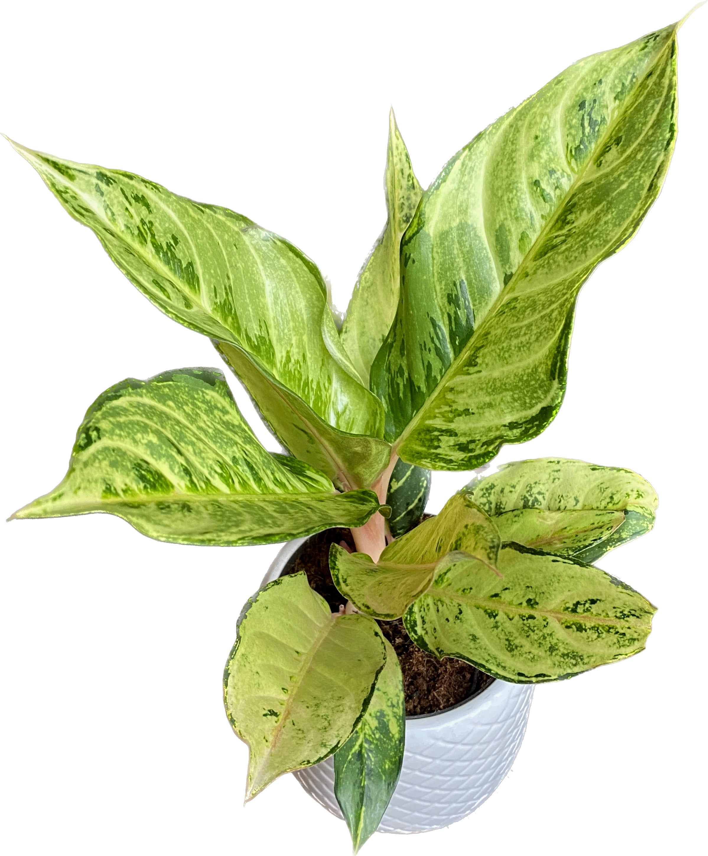 Aglaonema 'Chartreuse Pretty'
