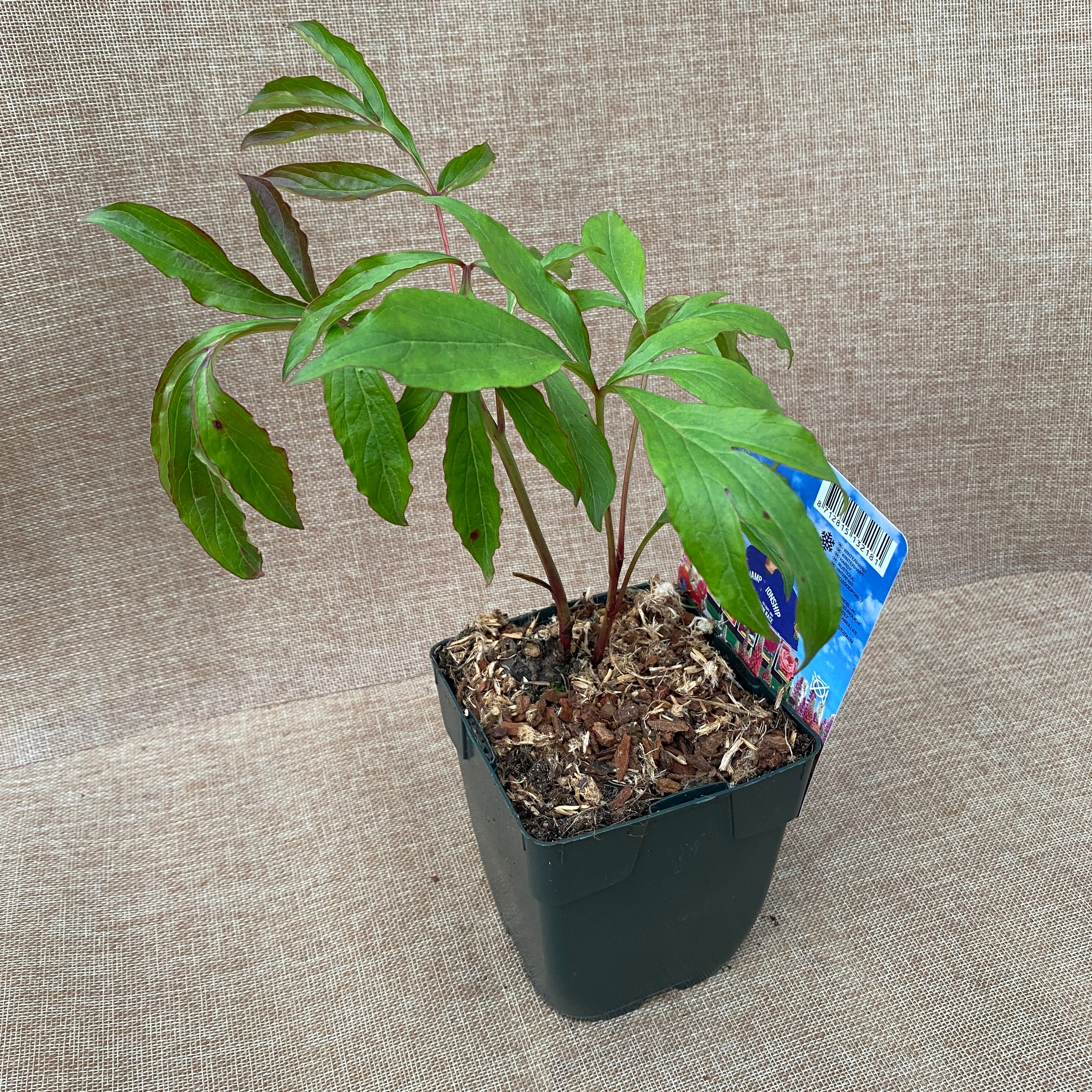 Bujori de gradina parfumati - Paeonia lactiflora 'Peche'