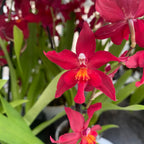 Burrageara Fran's Jewels